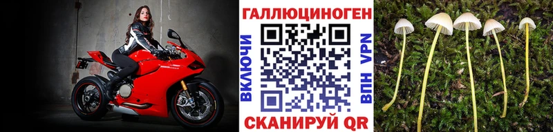 купить наркоту  Туринск  Псилоцибиновые грибы Psilocybe 